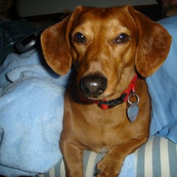 Meet your Posher, Elizabeth - Picture 1 of 1